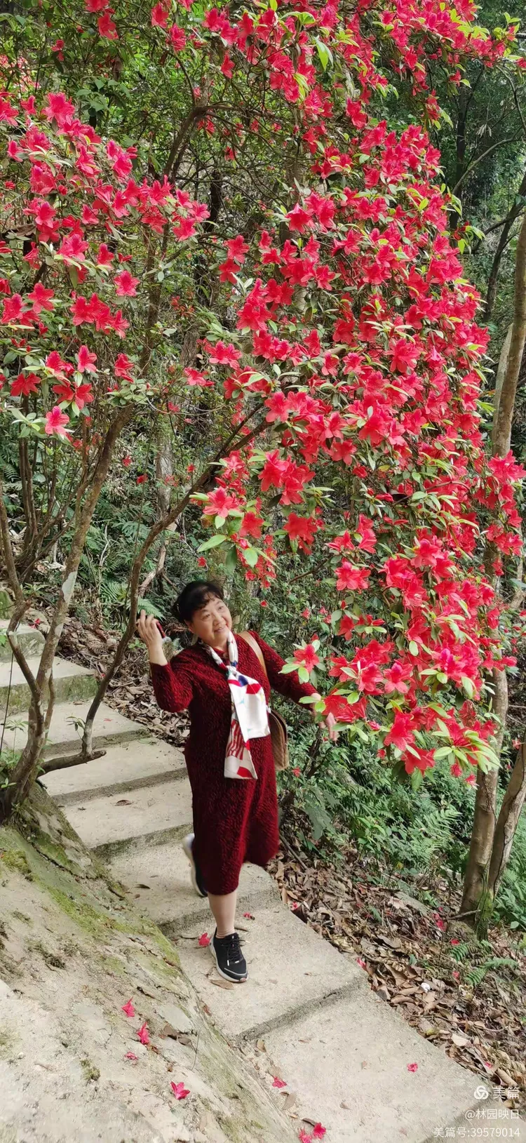阳春三月揭西龙山风景区野生杜鹃花开了